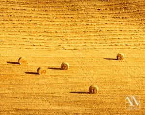 Foto Paesaggio Toscano Tuscany Photo Landscape Alba Orciano Pisano Val di Perga Rosignano Santa Luce Castellina Marittima