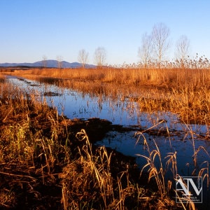 Foto Paesaggio Photo Landscape Alba Padule di Fucecchio