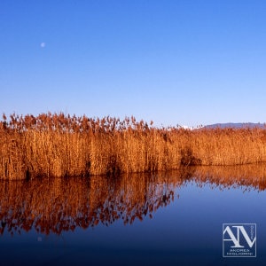 Foto Paesaggio Photo Landscape Alba Padule di Fucecchio