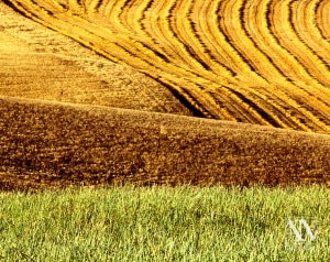 Foto Paesaggio Toscano Tuscany Photo Landscape Alba Orciano Pisano Val di Perga Rosignano Santa Luce Castellina Marittima