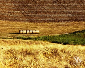 Foto Paesaggio Toscano Tuscany Photo Landscape Alba Orciano Pisano Val di Perga Rosignano Santa Luce Castellina Marittima