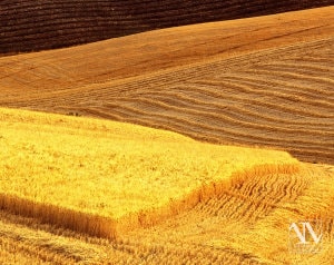 Foto Paesaggio Toscano Tuscany Photo Landscape Alba Orciano Pisano Val di Perga Rosignano Santa Luce Castellina Marittima